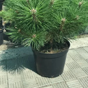 Pinus nigra Breppo С5