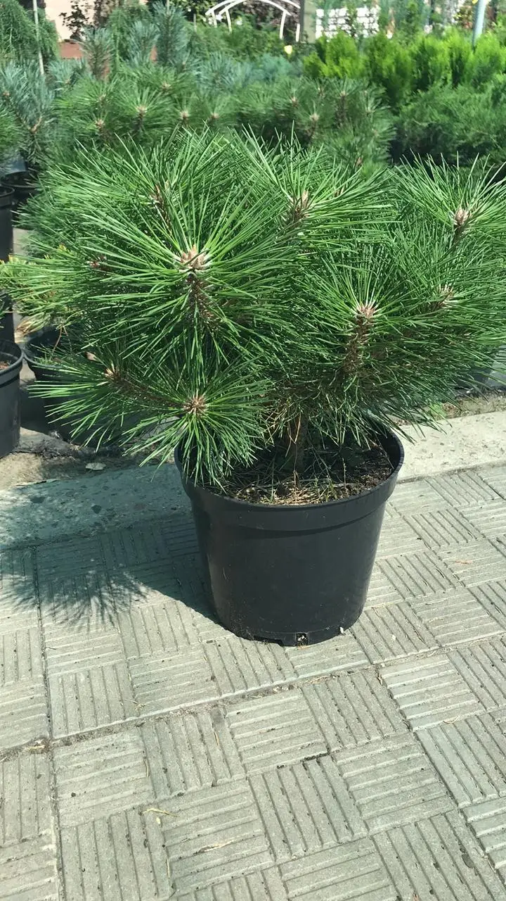 Pinus nigra Breppo С5 Pinus nigra Breppo С5