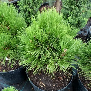 Pinus nigra Cabanensis Nana C15