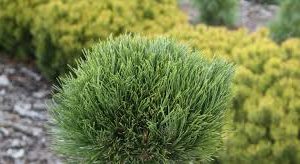 Pinus nigra Cabanensis Nana Pa C10