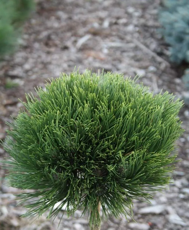 Pinus nigra Cabanensis Nana Pa C5 Pinus nigra Cabanensis Nana Pa C5