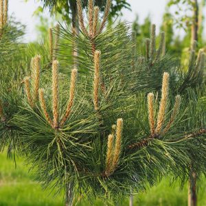 Pinus nigra Certak
