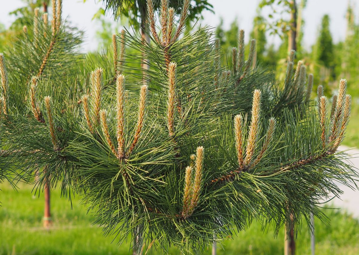Pinus nigra Certak Pinus nigra Certak
