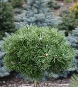 Pinus nigra Chinto Pa C10