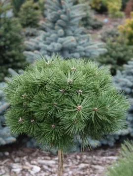 Pinus nigra Chinto Pa C10 Pinus nigra Chinto Pa C10