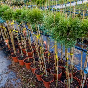 Pinus nigra De Gaule Pa