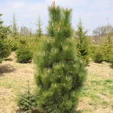 Pinus nigra Fastigiata