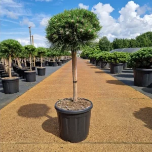 Pinus nigra Globosa № 2 ( Maria ) Pa C10