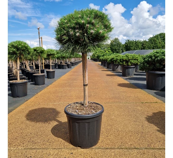 Pinus nigra Globosa № 2 ( Maria ) Pa C10 Pinus nigra Globosa № 2 ( Maria ) Pa C10