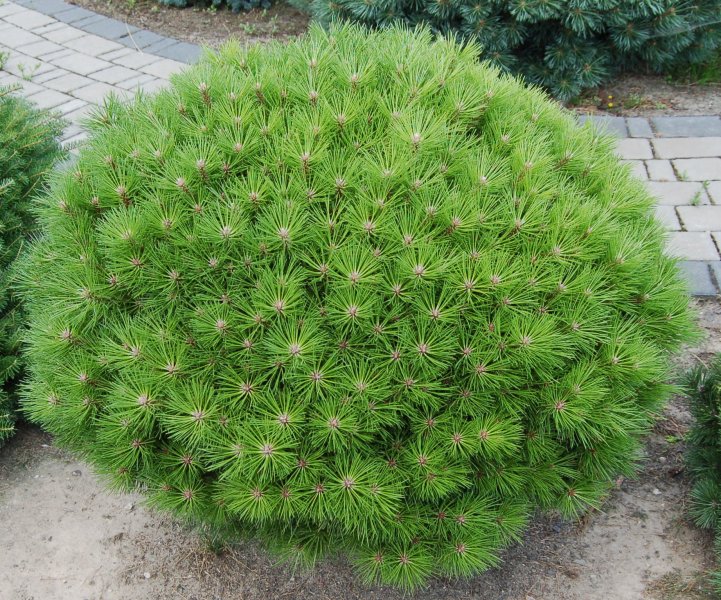 Pinus-nigra-Globosa2.jpg