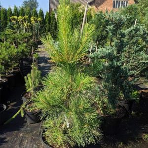 Pinus nigra Gold Finger
