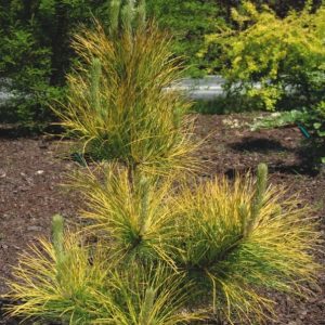 Pinus nigra Gold Finger C5