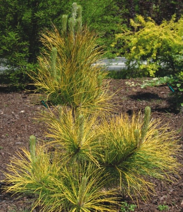 Pinus nigra Gold Finger C5 Pinus nigra Gold Finger C5