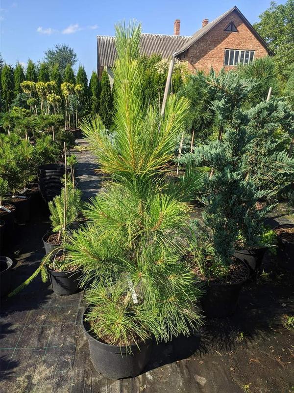 Pinus nigra Gold Finger Pinus nigra Gold Finger