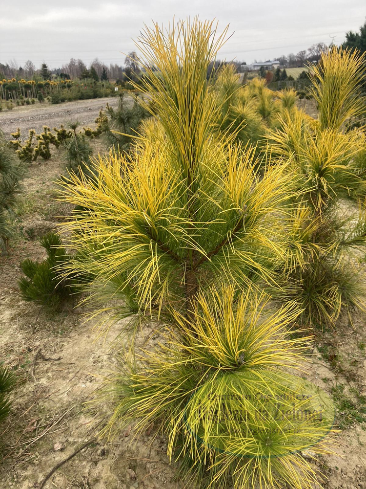 Pinus nigra Golden Sunray С15 Pinus nigra Golden Sunray С15