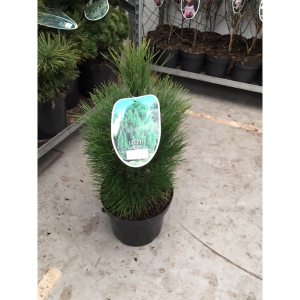 Pinus nigra Green Rocket C7.5 Pinus nigra Green Rocket C7.5