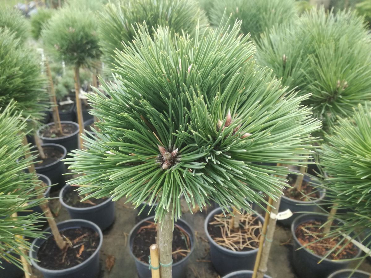 Pinus nigra Hubert Pa C10 Pinus nigra Hubert Pa C10
