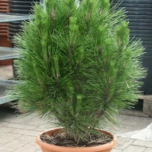 Pinus nigra Kleiner Turm C12
