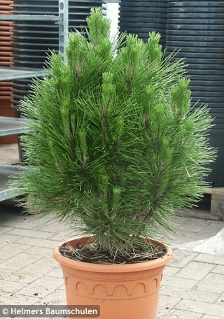 Pinus nigra Kleiner Turm C12 Pinus nigra Kleiner Turm C12