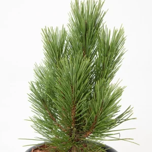Pinus nigra Kleiner Turm C5 10-15