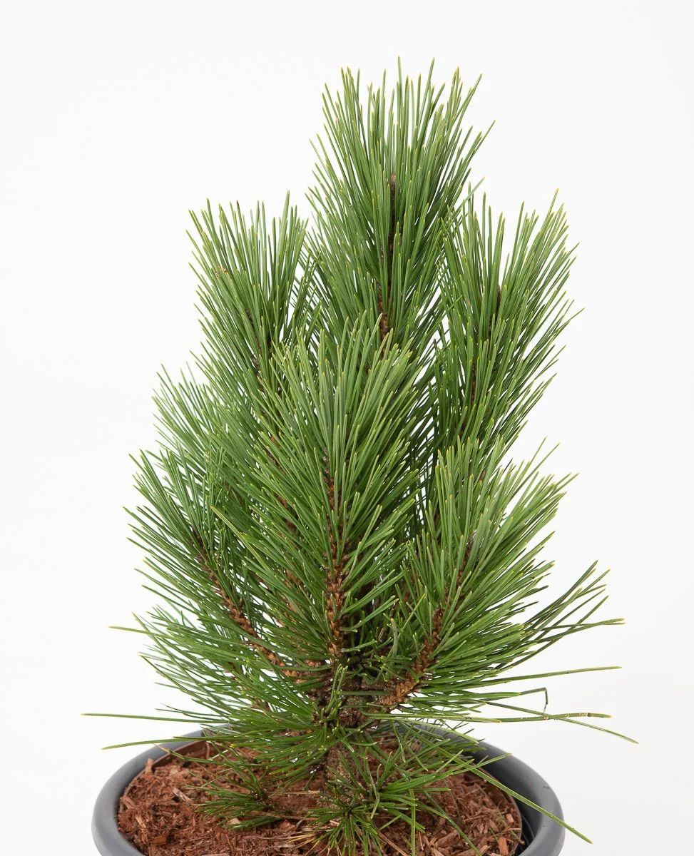 Pinus nigra Kleiner Turm C5 10-15 Pinus nigra Kleiner Turm C5 10-15