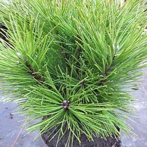 Pinus nigra Kleiner Turm C5 15-25