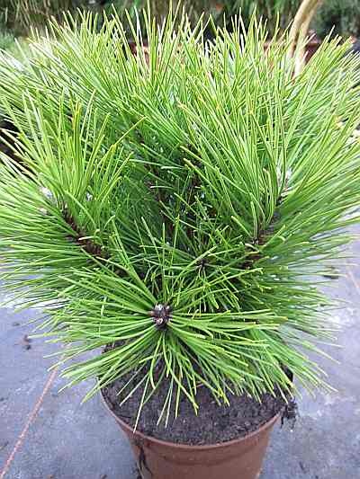 Pinus nigra Kleiner Turm C5 15-25 Pinus nigra Kleiner Turm C5 15-25