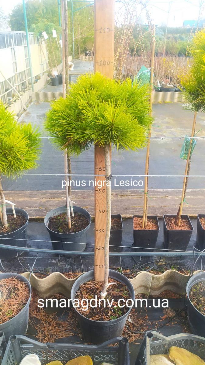 Pinus nigra Lesisko Pa C10 Pinus nigra Lesisko Pa C10