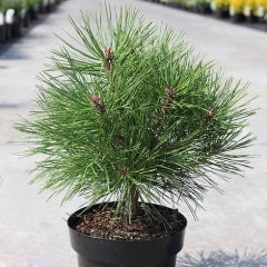 Pinus nigra Maria Bregon C5