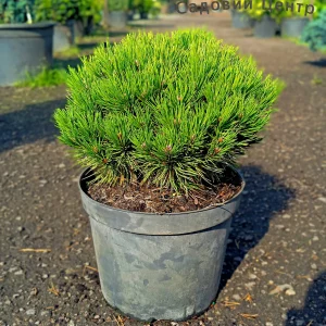 Pinus nigra Maria C10