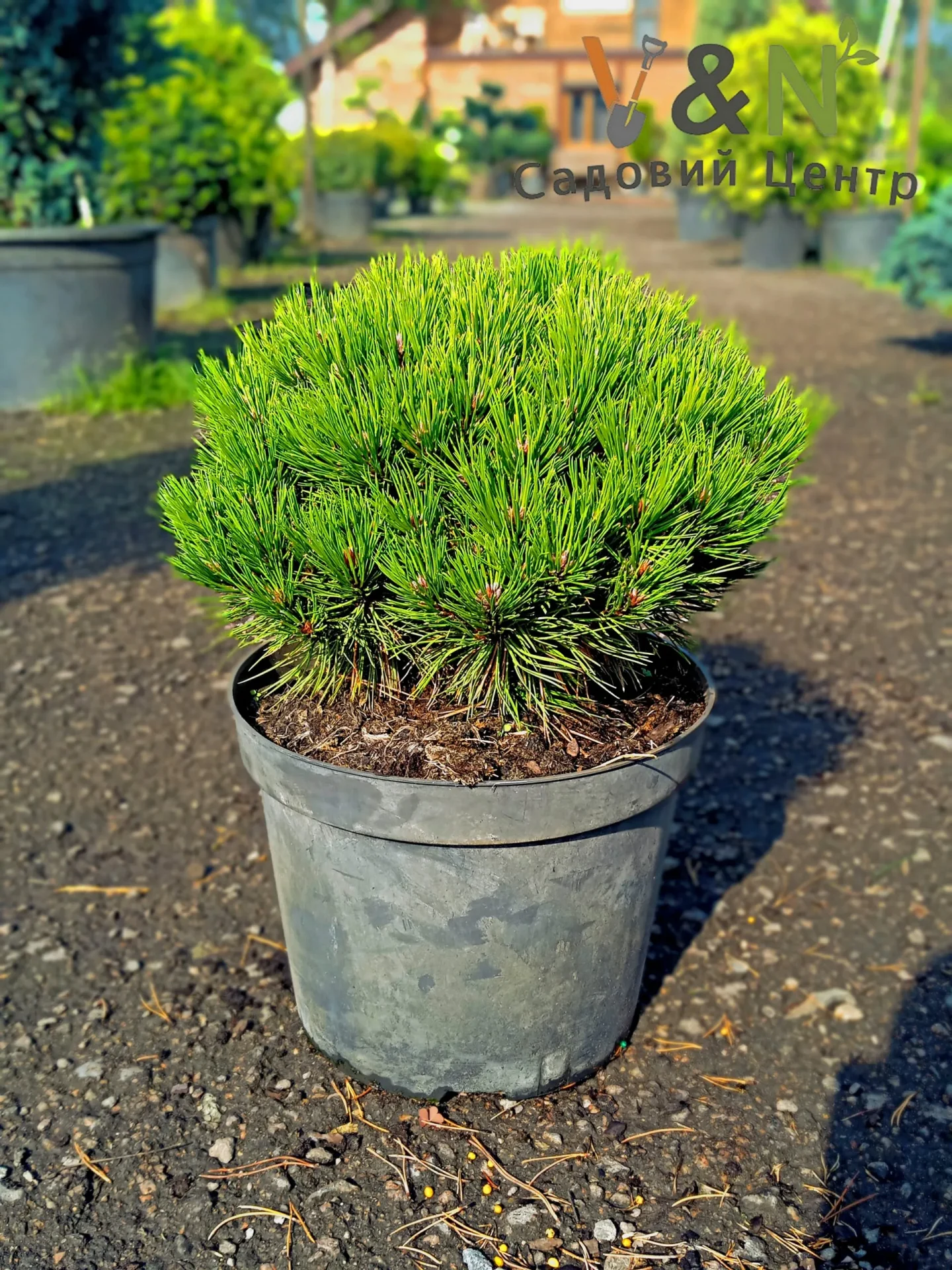 Pinus nigra Maria C10 Pinus nigra Maria C10