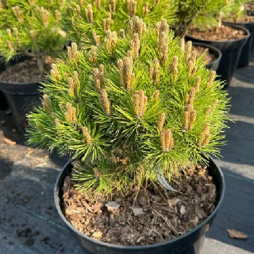 Pinus nigra Maria C7.5 Pinus nigra Maria C7.5