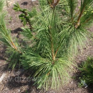 Pinus nigra Maritima