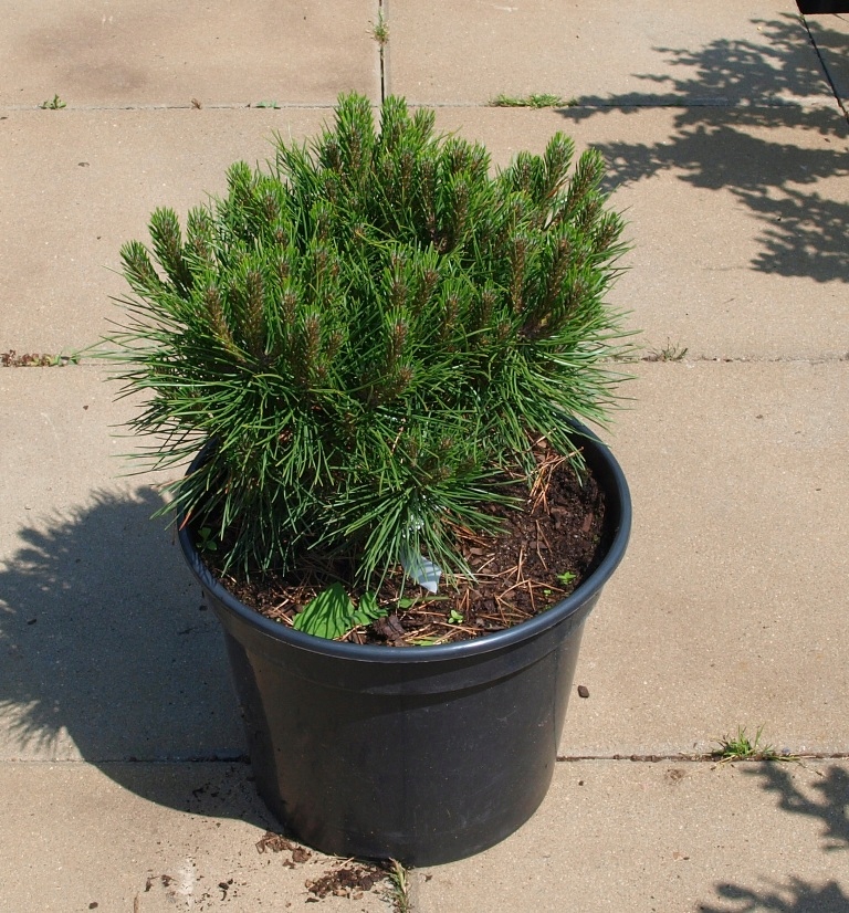 Pinus nigra Otto Compact 15-25 Pinus nigra Otto Compact 15-25