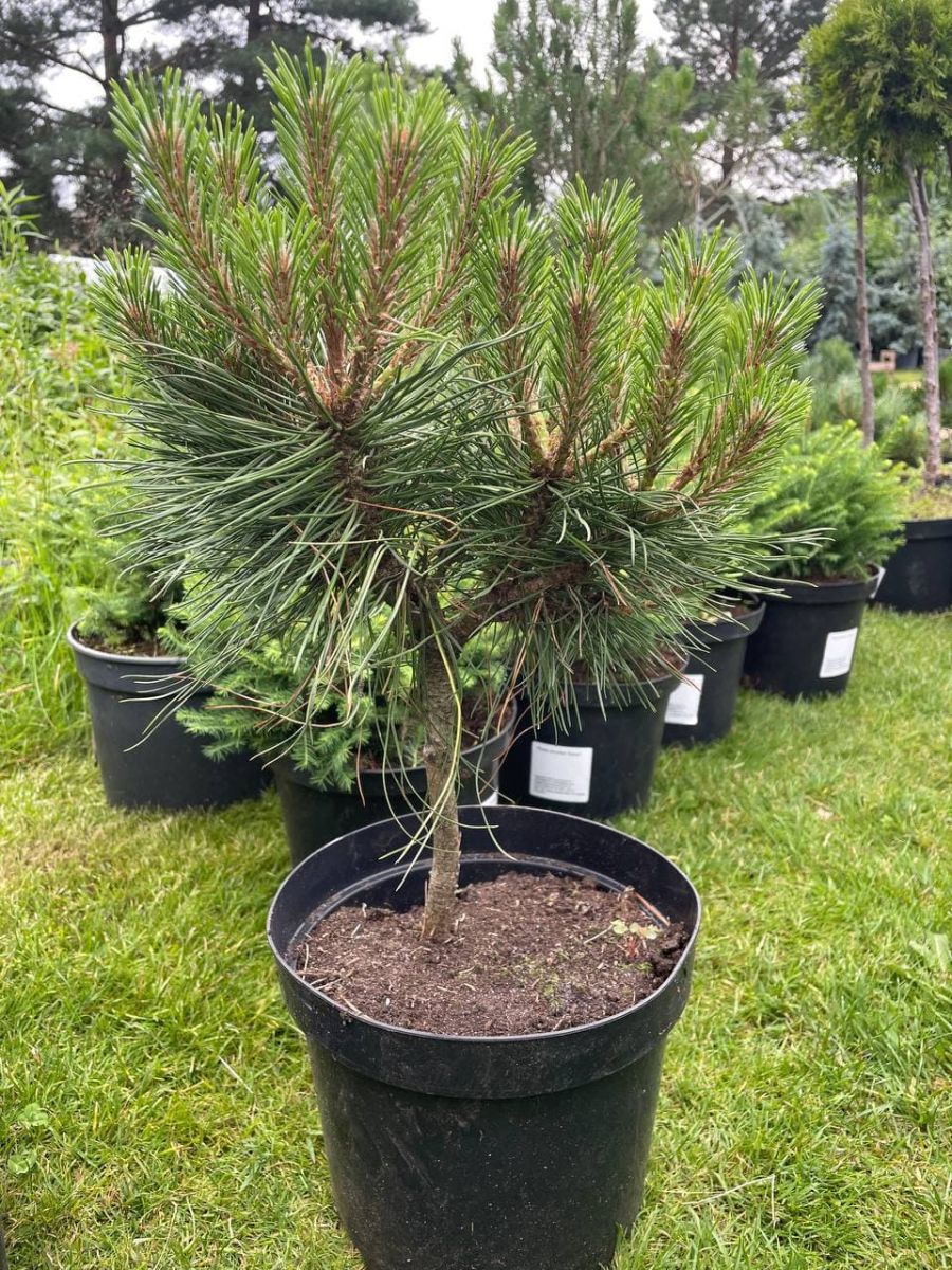 Pinus nigra Otto Compact Pinus nigra Otto Compact