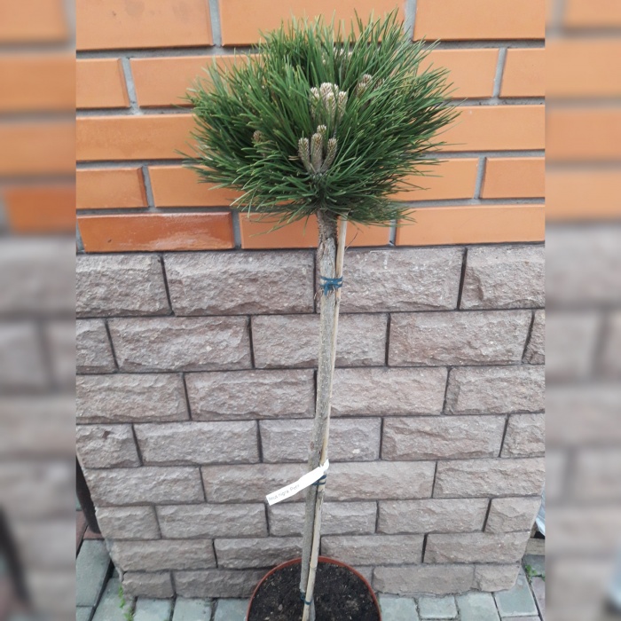 Pinus nigra Petra Pa C10 Pinus nigra Petra Pa C10