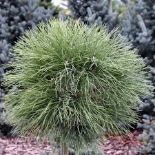 Pinus nigra Rockley WB Pa
