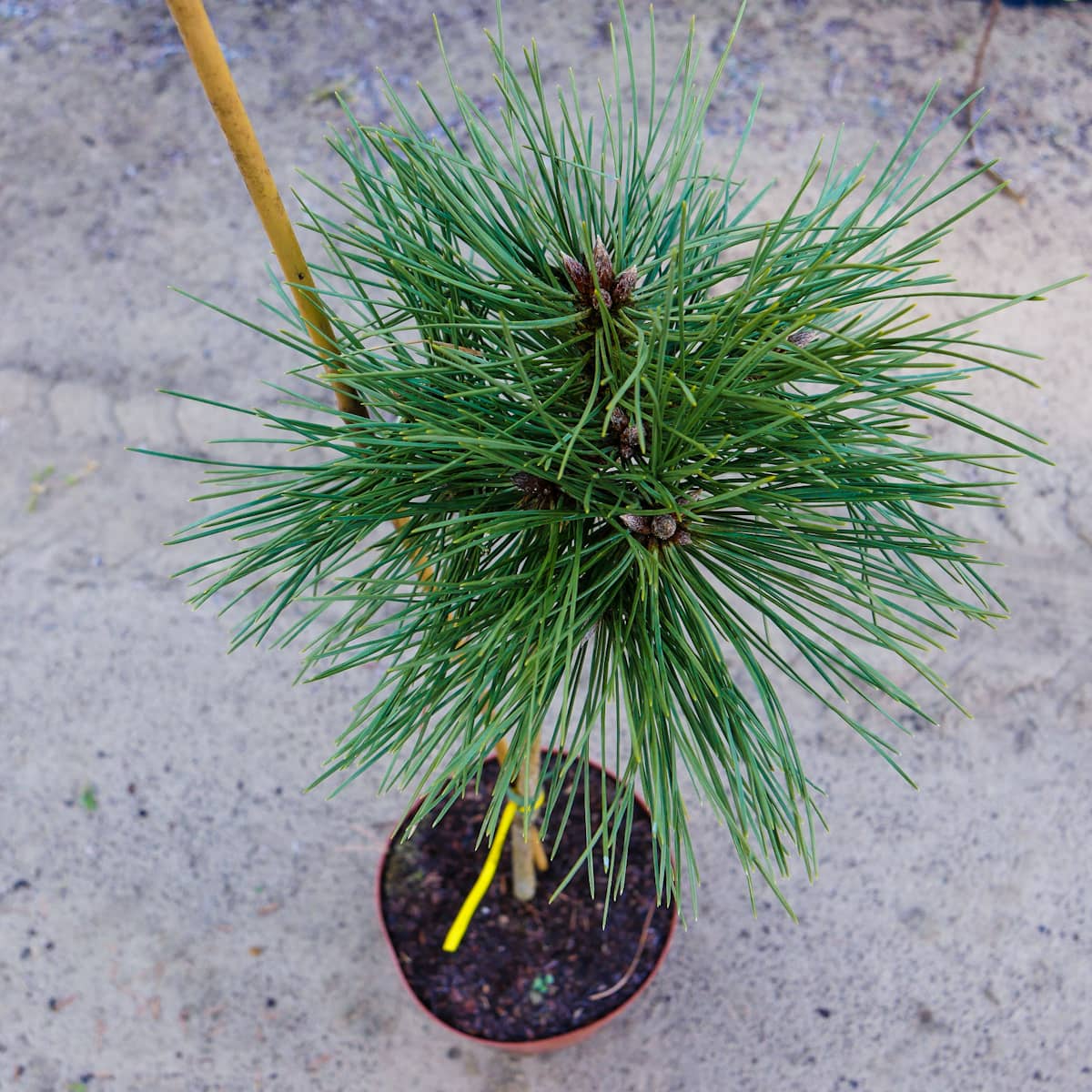 Pinus nigra SN 18 Pa Pinus nigra SN 18 Pa