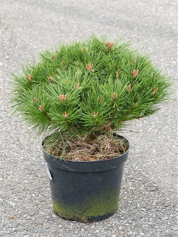 Pinus nigra Spilberg C5 Pinus nigra Spilberg C5
