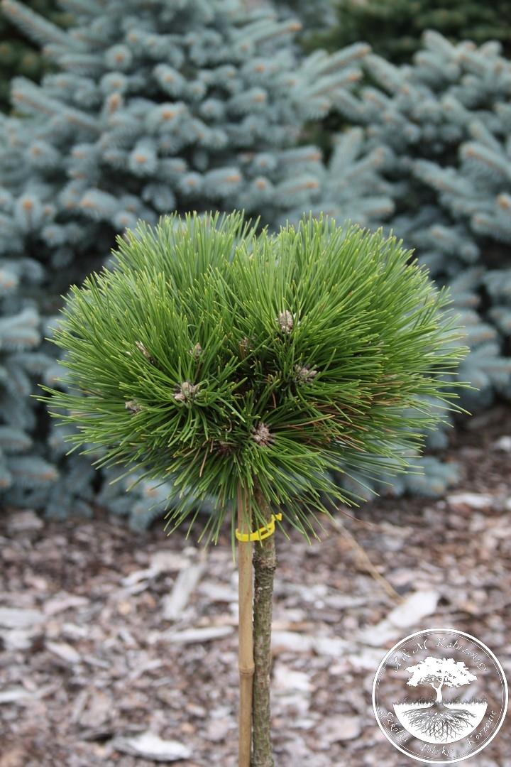 Pinus nigra Sychrov Pa С10 Pinus nigra Sychrov Pa С10