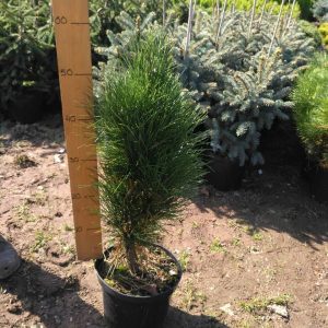Pinus nigra Zimmer C 5
