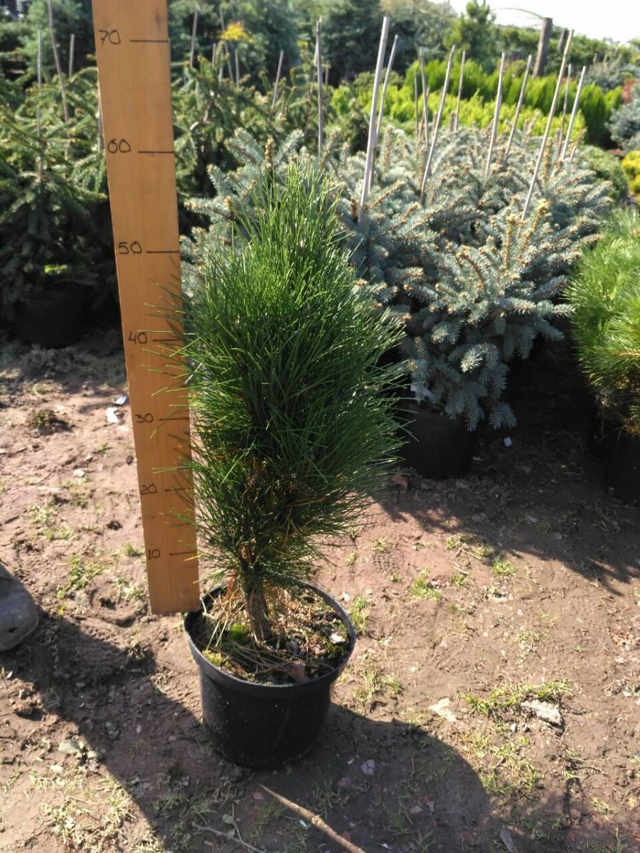 Pinus nigra Zimmer C 5 Pinus nigra Zimmer C 5