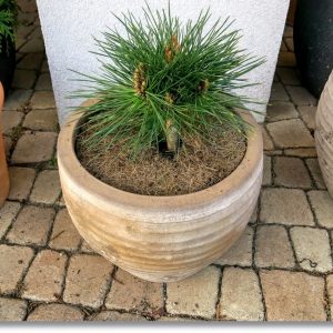 Pinus resinosa Jami