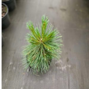 Pinus schwerinii Wiethorst С5 10-15