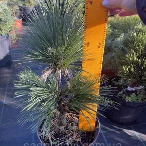 Pinus schwerinii Wiethorst С5 35-50