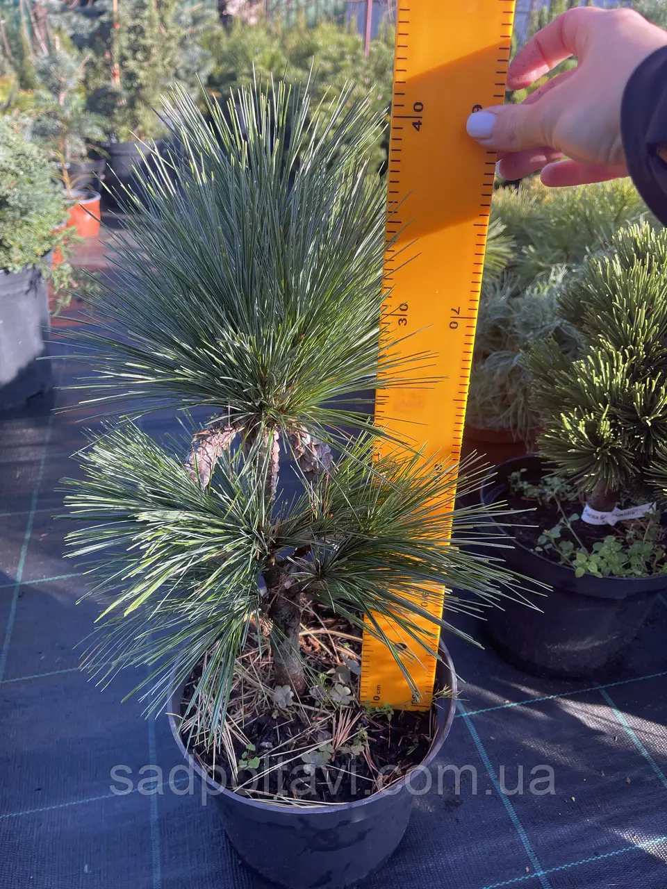 Pinus schwerinii Wiethorst С5 35-50 Pinus schwerinii Wiethorst С5 35-50