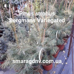 Pinus strobus Bergmans Variegated