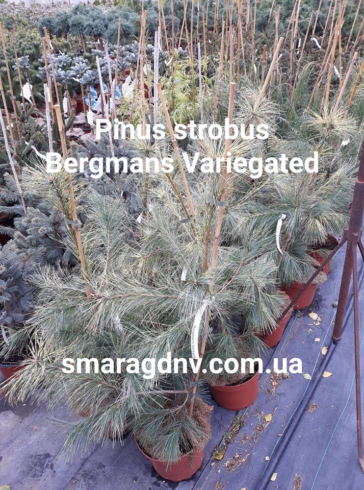 Pinus strobus Bergmans Variegated Pinus strobus Bergmans Variegated