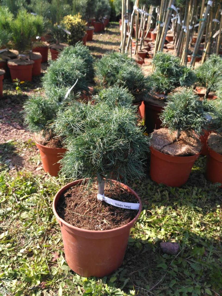 Pinus strobus Green Twist
