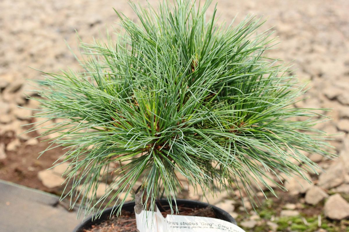 Pinus-strobus-Greg
